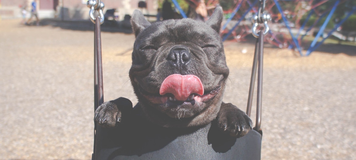 Dog - Parks Week Kapiti